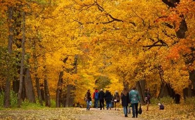 Иммерсивные фото Золотая осень для настоящих ценителей красоты
