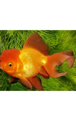 Волшебная картинка Золотой рыбы - скачать jpg, png, webp форматы