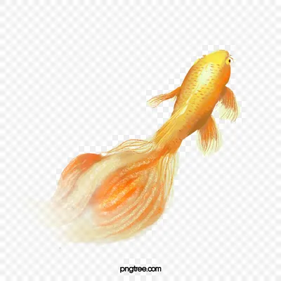 Золотая рыбка: фото, обои, фоны - выберите свою версию загружки