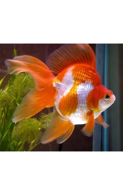 Золотая рыба на вашем экране - скачать обои бесплатно