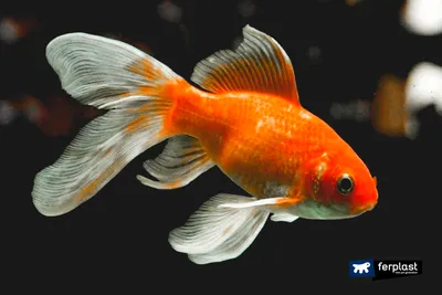Фантастические фото Золотой рыбки - выберите размер и формат для загрузки