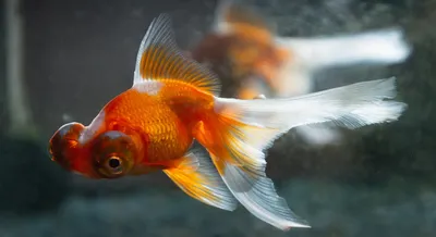 Восхитительные кадры Золотой рыбы - скачать в hd, full hd, 4k