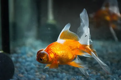 Золотая рыбка на новом уровне - фото в hd, full hd качестве