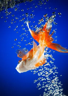 Изумительные фото Золотой рыбки - скачать в hd разрешении