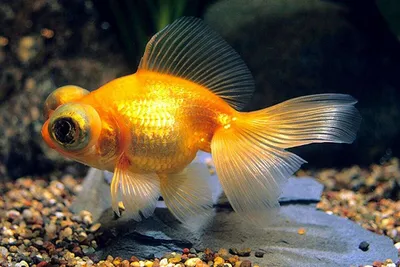 Чудесная Золотая рыбка на вашем рабочем столе - скачать обои бесплатно