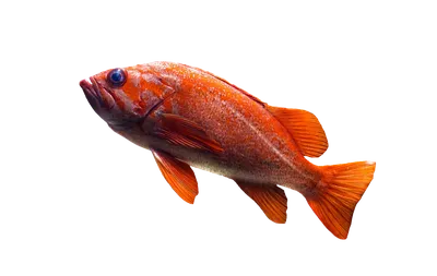 Золотая рыба в фантастическом оформлении - скачать обои бесплатно