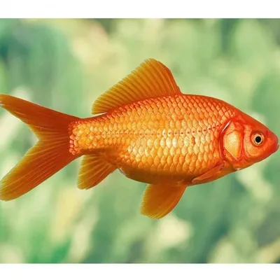 Фото Золотой рыбы в hd разрешении - выберите свой формат скачивания