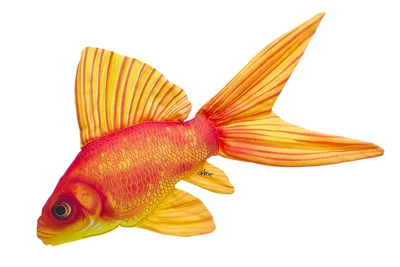Золотая рыбка: фотографии для расслабления - выберите формат скачивания
