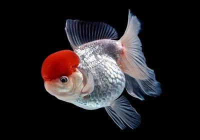 Волшебные фото Золотой рыбы - скачать бесплатно в hd, full hd, 4k качестве