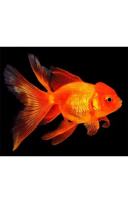 Роскошные фотографии Золотой рыбки - скачать бесплатно в hd