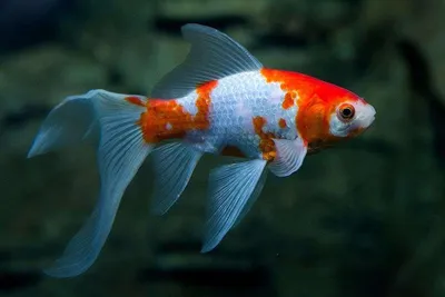 Подводное фото Золотой рыбы - великолепный образец фэнтези