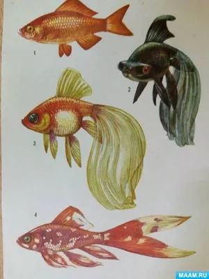 Золотая рыбка - символ силы фантазии на фотографии