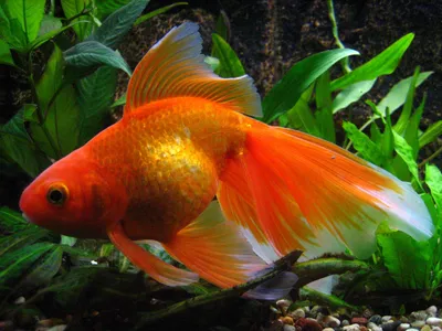 Золотая рыбка в аквариуме 