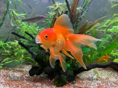 Угадай размер: скачать фото Золотая рыбка в аквариуме (jpg, png, webp)