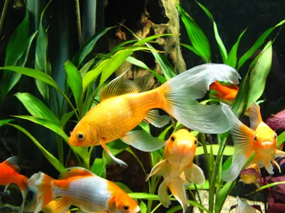 Интересные фото с Золотой рыбкой в аквариуме: сказочная атмосфера