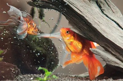 Фото Золотая рыбка в аквариуме: разнообразие размеров и форматов (png, jpg, webp)