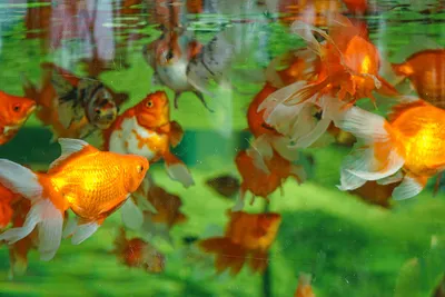 Золотая рыбка в аквариуме: великолепные изображения в full hd