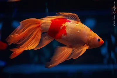 Фото Золотая рыбка в аквариуме: новое изображение в категории сказок