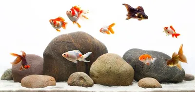 Фото Золотая рыбка в аквариуме в 4k: роскошь каждого пикселя