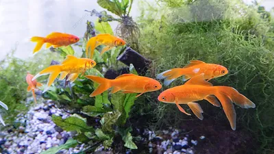 Сказочные фото Золотая рыбка в аквариуме для вашего вдохновения