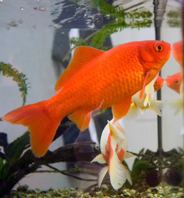 Скачать новое фото Золотая рыбка в аквариуме в хорошем качестве