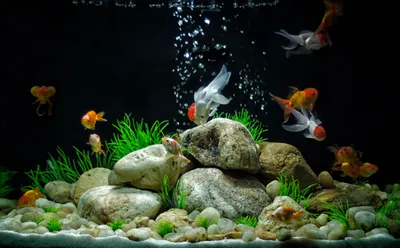 Бесплатно скачать картинку Золотая рыбка в аквариуме в hd качестве