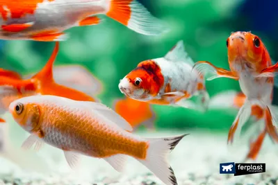 Золотая рыбка в аквариуме: фото для создания иллюзии живого мира