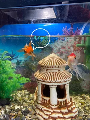 Фото Золотая рыбка в аквариуме в jpg: прекрасная детализация