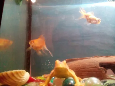 Фото Золотая рыбка в аквариуме: воплощение магии фэнтези