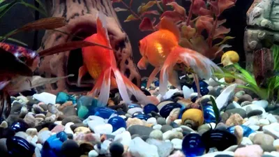 Фото Золотая рыбка в аквариуме в hd: яркость и насыщенность красок