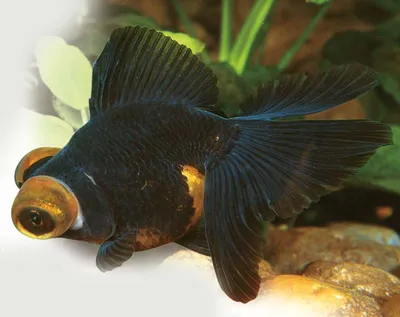 Фото Золотая рыбка в аквариуме: свободно рыбачьте на вашем устройстве
