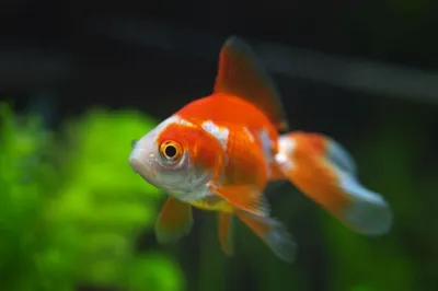 Фото Золотая рыбка в аквариуме в формате webp: легкость и экономия места