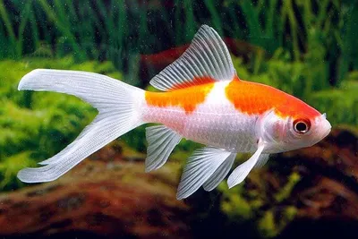 Золотая рыбка в аквариуме: бесплатно скачать изображение для использования