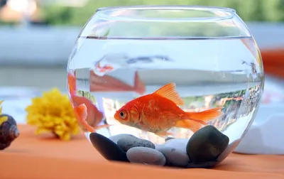 Фото Золотая рыбка в аквариуме: фоны и обои для декора