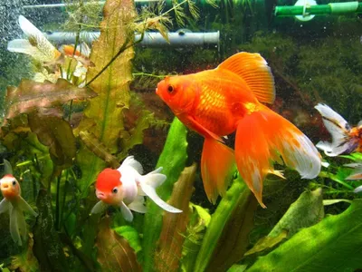 Скачать бесплатно фото Золотая рыбка в аквариуме в формате jpg