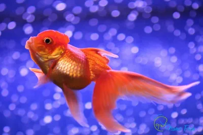 Волшебство в каждой детали: изображение Золотой рыбки