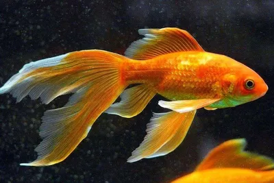 Искусство в каждом пикселе: фото Золотой рыбки