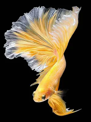 Золотая рыбка в формате jpg: осязаемая магия