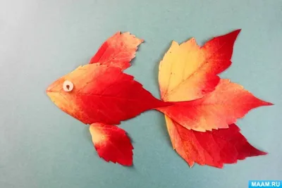 Золотая рыбка: изображение, которое запомнится навсегда