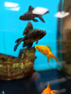 Фото Золотой рыбки: волшебство на экране