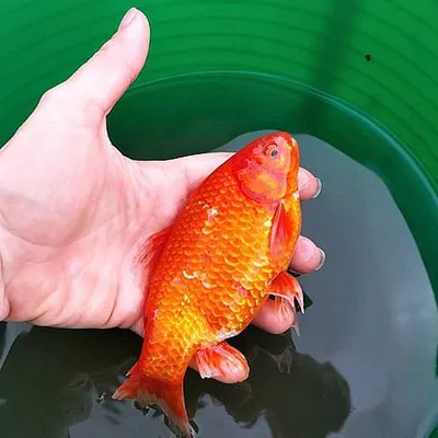 Золотая рыбка: фото, которое притягивает удачу