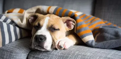 Ученые выяснили, что почти каждый пятый хозяин собаки позволяет ей спать в  своей кровати - Газета.Ru | Новости