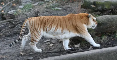 Золотой тигр фото 