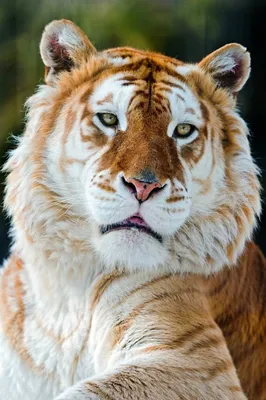 Мир Необычный - Редкий Золотой Тигр. Не все тигры рыжего цвета с черными  полосами. В природе встречаются необычные золотые тигры, которые в  результате генетических отклонений имеют очень оригинальный окрас. Такие  тигры встречаются