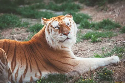 Золотой тигр Tabby стоковое фото. изображение насчитывающей суммированного  - 197886548