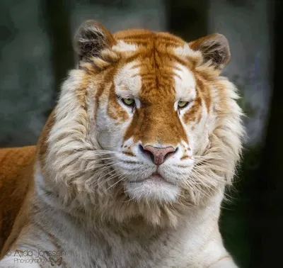 Бело-золотой тигр, великий, …» — создано в Шедевруме
