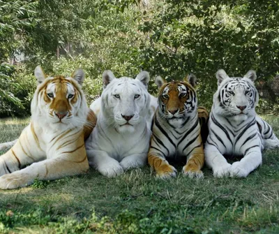Животных редки золотой тигр арт - 66 фото