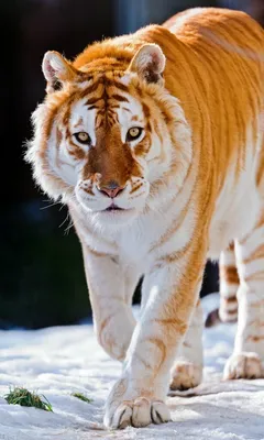 Редкий золотой тигр | НАШМИР | Дзен
