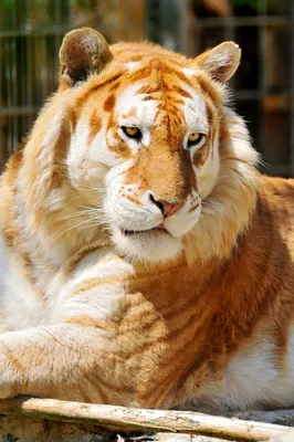 Золотой тигр | Beautiful cats, Exotic pets, Baby animals