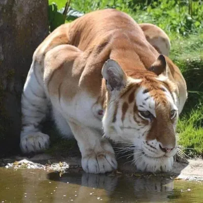 Золотой тигр лежащий на траве.» — создано в Шедевруме